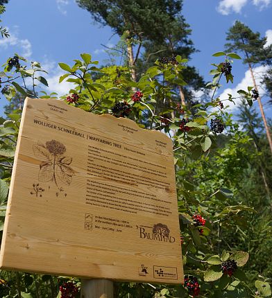 Tabellone informativo del sentiero degli alberi di Gnadenwald