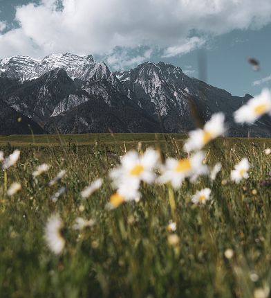 Blumenwiese vor dem Karwendel