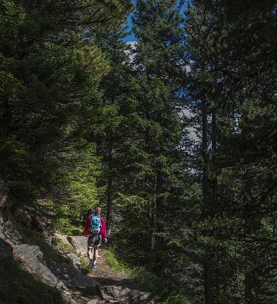 Hiking through Swiss stone pines