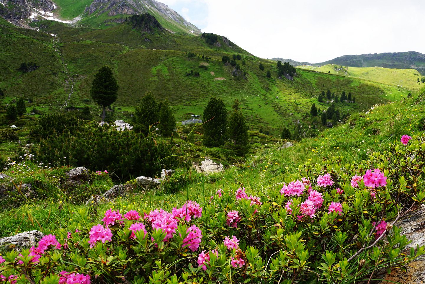 Almrosen-in-der-Wattener-Lizum-Region-Hall-Wattens-Tirol