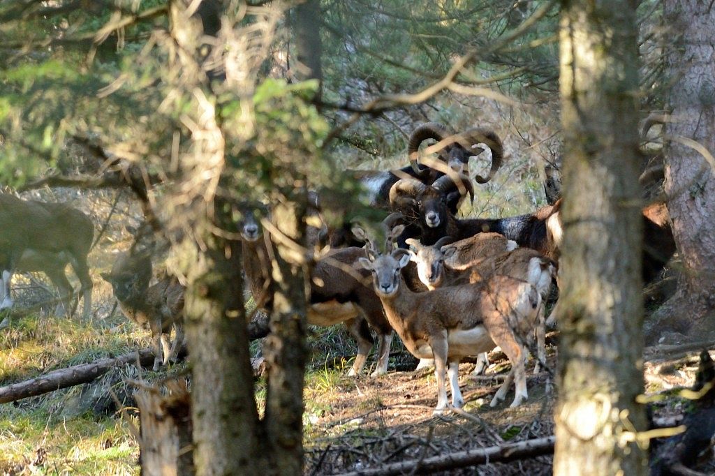 Europäischer-Mufflon-Ovis-orientalis-musimon_M.-Schinner_1-1024x682