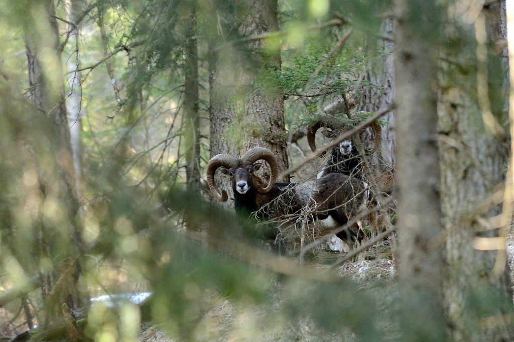 Europäischer-Mufflon-Ovis-orientalis-musimon_M.-Schinner_2-1-1024x682