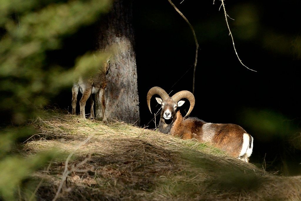 Europäischer-Mufflon-Ovis-orientalis-musimon_M.-Schinner_2-3-1024x682