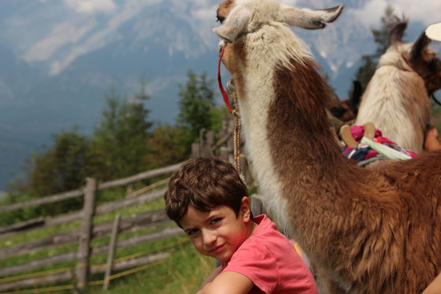 Kind und Lama_Wattenberg_KinderFamilie_©hall-wattens.at