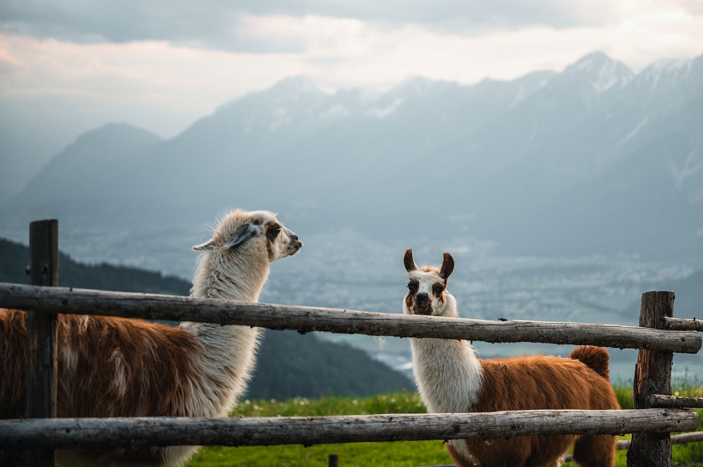 Lama Fotowalk ©Hall-Wattens.at (8)