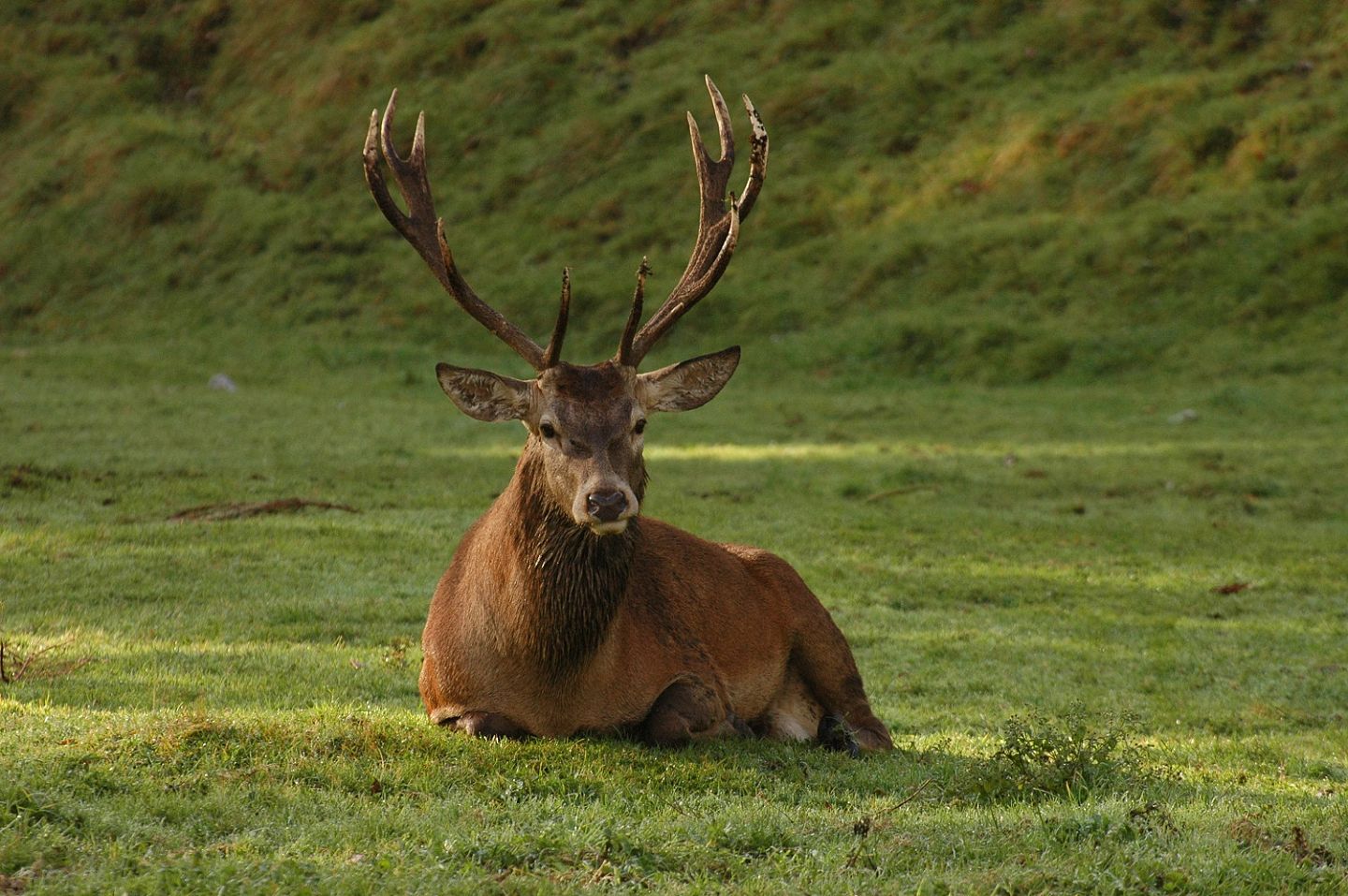 Rothirsch-Cervus-elaphus_4_1500