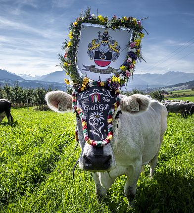 almabtrieb-absam-absam-kultur-veranstaltung-hall-wattens