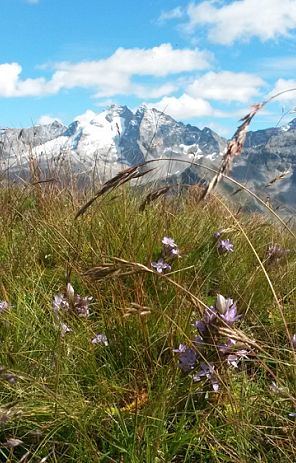 bergwiese-mit-berge-im-hintergrund-8