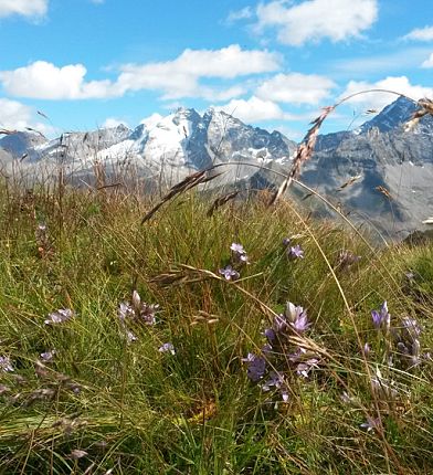 bergwiese-mit-berge-im-hintergrund-9